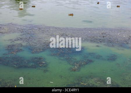 Lurgan Park, Lurgan, Contea di Armagh, Irlanda del Nord, Regno Unito, 15 agosto 2025. Meteo nel Regno Unito: Un pomeriggio caldo e soleggiato nel Lurgan Park con temperature a metà degli anni venti. Il caldo clima estivo ha visto di nuovo un focolaio di alghe blu-verde - blu-verde fioritura di alghe - sul lago del parco. Crediti: CAZIMB/Alamy Live News. Foto Stock