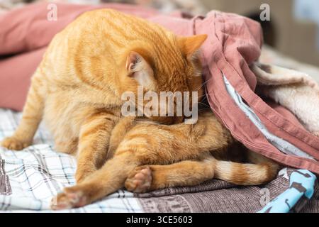 Un'emozionante scena di due gatti zenzero che si coccolano su un letto, mostrando il loro legame e i loro momenti di riposo in un ambiente accogliente. Foto Stock