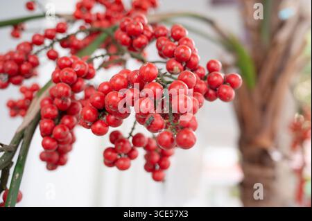 Palma rossa frutto di palma reale nana o palma di natale, Adonidia merrillii, brillante bacca matura Foto Stock
