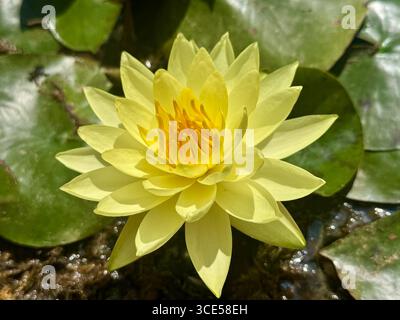 Giglio giallo Joey Tomocik Foto Stock