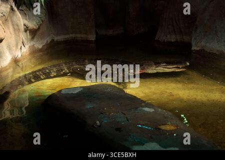 La fotografia mostra un coccodrillo che scivola attraverso l'acqua tranquilla, con uno sfondo roccioso e la luce del sole che filtra, creando un'aura di pace Foto Stock