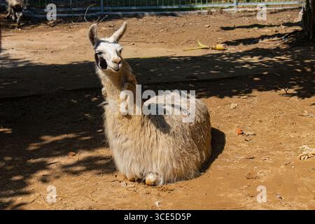 Primo piano di adorabili lama sdraiati sotto la luce calda del sole nello zoo di Chittagong in Bangladesh Foto Stock
