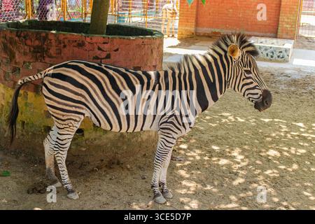 Elegante zebra con motivi distintivi in bianco e nero nello zoo di Chittagong in Bangladesh Foto Stock