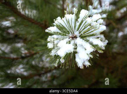 Primo piano di aghi di pino ricoperti di neve fresca, catturando la bellezza della natura invernale e la consistenza dei rami sempreverdi in una foresta fredda. Foto Stock