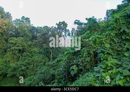 Lussureggiante foresta verde che copre alte colline intorno al lago Kaptai Rangamati Foto Stock