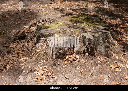 Grande ceppo coperto di muschio di un vecchio albero di quercia gigante, circondato da foglie secche su un sentiero ombreggiato a Middleton Place, Charleston, South Carolina. Foto Stock
