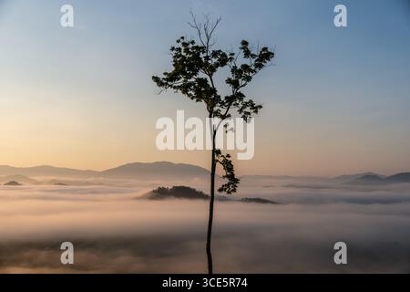 L'albero solitario sorge sopra le basse nuvole delle montagne all'alba, Malesia Foto Stock
