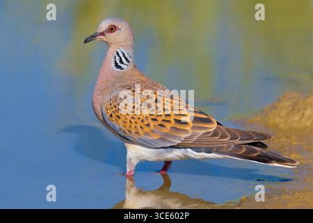 Tortora, tortora eurasiatica (Streptopelia turtur), in acque poco profonde, Italia, Toscana Foto Stock