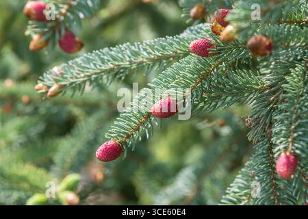 Abete gatto, abete rosso, abete bianco, abete nano Alberta (Picea glauca 'coerulea', Picea glauca coerulea), rami con coni, cultivar coerulea Foto Stock