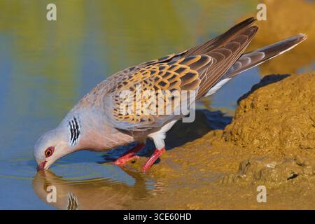Turtle colomba, Turtle colomba eurasiatica (Streptopelia turtur), siede accanto all'acqua e bevande, Italia, Toscana Foto Stock