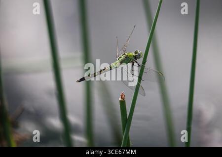 Femmina di Western Pondhawk o Erythemis collocata appollaiata su un fusto al Green Valley Park di Payson, Arizona. Foto Stock