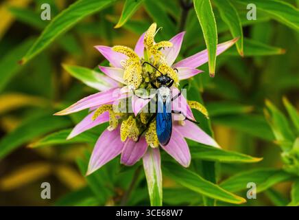 Una grande vespa nera (Sphex pensylvanicus) cosparsa di polline, che raggiunge una pianta maculata di beebalmo o orseminto dai graziosi colori rosa e giallo. Foto Stock