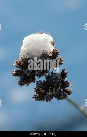 Le cime di piante smerigliate brillano sotto il cielo azzurro, catturando l'essenza tranquilla dell'inverno in un paesaggio sereno. Foto Stock