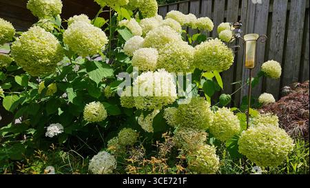 Ortensie fiorite in morbide tonalità bianche e verdi circondano un orticello stravagante giardino di rane in un lussureggiante giardino estivo, con una rustica recinzione in legno. Foto Stock
