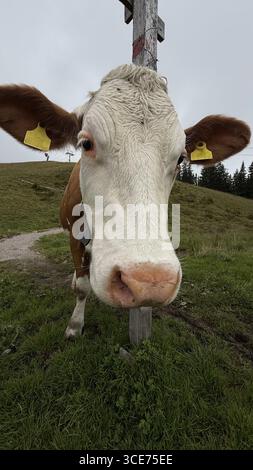 Una mucca curiosa con le etichette auricolari si trova vicino alla fotocamera in un pascolo erboso. Gli occhi espressivi della mucca e le grandi orecchie sono prominenti. Colline e alberi cr Foto Stock