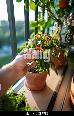 Uomo che raccoglie pepe rosso caldo dalla pentola sul soleggiato balcone francese. Coltura sostenibile Foto Stock