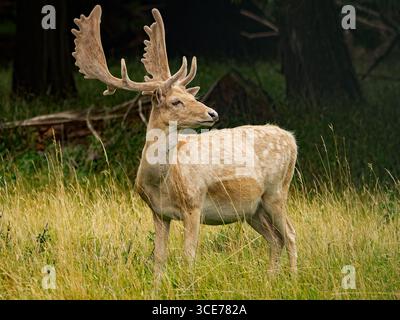 Fallow Deer Stag, Holkham Hall Estate, Holkham, Norfolk Foto Stock