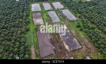 Piantagione di olio di palma nel Borneo, Indonesia, Asia Foto Stock