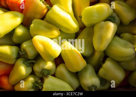 peperoni gialli dolci. Un mucchio di verdure sane colorate sullo sfondo. Foto Stock