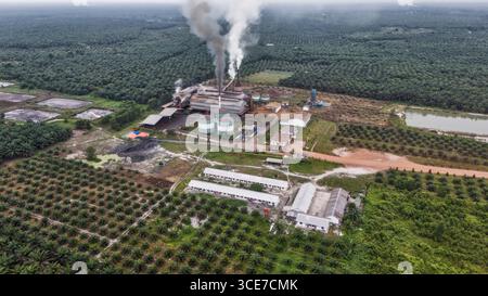 Piantagione di olio di palma nel Borneo, Indonesia, Asia Foto Stock