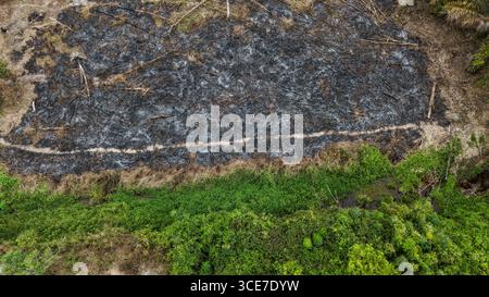 Piantagione di olio di palma nel Borneo, Indonesia, Asia Foto Stock