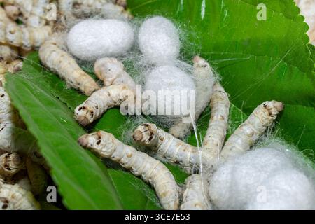 Silkworm Mulberry bombyx mori nel processo di produzione della seta durante la coonatura. Cocoons di seta per la produzione della seta Foto Stock