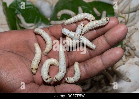 Silkworm Mulberry bombyx mori nel processo di produzione della seta durante la coonatura. Cocoons di seta per la produzione della seta Foto Stock