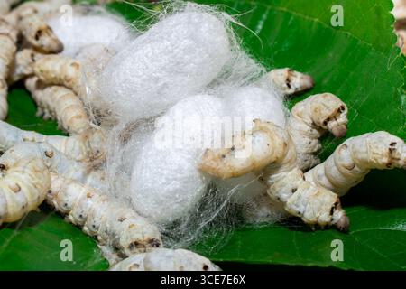 Silkworm Mulberry bombyx mori nel processo di produzione della seta durante la coonatura. Cocoons di seta per la produzione della seta Foto Stock