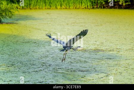 Grace in volo: Heron sulla palude Foto Stock