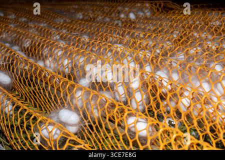 Silkworm Mulberry bombyx mori nel processo di produzione della seta durante la coonatura. Cocoons di seta per la produzione della seta Foto Stock