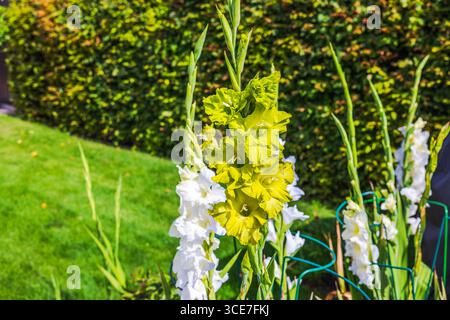 Vista ravvicinata dei fiori gialli e bianchi di gladiolus in un giardino soleggiato. Svezia. Foto Stock