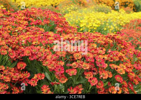 Impianto di massa di varietà di helenium presso RHS Garden Bridgewater Helenium Trials a Worsley, Manchester, Inghilterra, Regno Unito Foto Stock