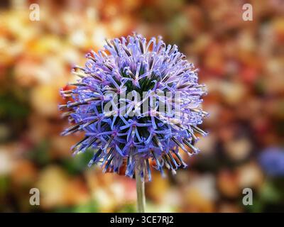 Primo piano di un cardo globo in fiore viola con un morbido sfondo autunnale Foto Stock