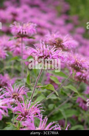 Fiori di bergamotto Monarda Violet Queen piantati in drifts in un confine perenne a fine estate. REGNO UNITO Foto Stock