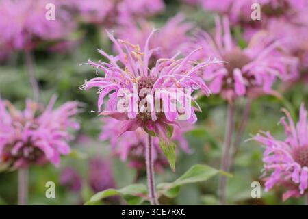 Fiori di bergamotto Monarda Violet Queen piantati in drifts in un confine perenne a fine estate. REGNO UNITO Foto Stock