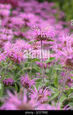 Fiori di bergamotto Monarda Violet Queen piantati in drifts in un confine perenne a fine estate. REGNO UNITO Foto Stock