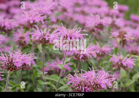 Fiori di bergamotto Monarda Violet Queen piantati in drifts in un confine perenne a fine estate. REGNO UNITO Foto Stock