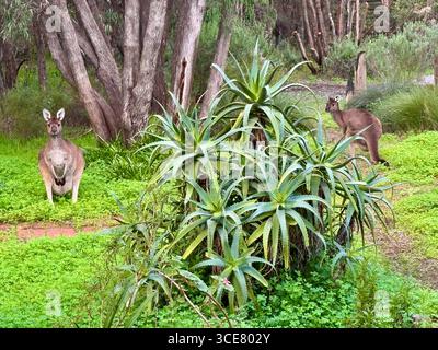 Due canguri in un giardino a Margaret River nell'Australia Occidentale Foto Stock