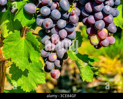 Grape fresche Cluster Against a Blue Sky: Accattivante sfondo naturale ideale per progetti culinari, pubblicitari e digitali caratterizzati da colori vibranti e bellezza organica per tutti i tipi di pubblico. Foto di scorta Foto Stock