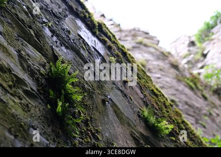 Trim Castle in Co Meath - le rovine del castello del tardo XII secolo - la più grande struttura di questo tipo in Irlanda Foto Stock