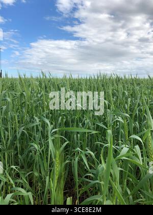 Campo di grano verde sotto un cielo nuvoloso e blu Foto Stock