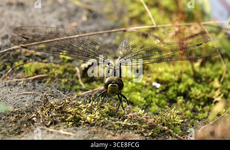 Blaugrüne Mosaikjungfer Blaugrüne Mosaikjungfer Aeshna Cyanea Weibchen bei der Eiablage / Libelle Insekt / 16.08.2025 / copyright: Contrast / O.Behrendt / Contrast photoagentur / *** damselfly mosaico blu-verde damselfly mosaico azzurro-verde damselfly Aeshna Cyanea ovaiole femmina insetto dragonfly 16 08 2025 copyright Contrast o Behrendt Contrast photoagentur Foto Stock