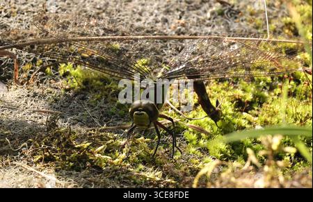 Blaugrüne Mosaikjungfer Blaugrüne Mosaikjungfer Aeshna Cyanea Weibchen bei der Eiablage / Libelle Insekt / 16.08.2025 / copyright: Contrast / O.Behrendt / Contrast photoagentur / *** damselfly mosaico blu-verde damselfly mosaico azzurro-verde damselfly Aeshna Cyanea ovaiole femmina insetto dragonfly 16 08 2025 copyright Contrast o Behrendt Contrast photoagentur Foto Stock