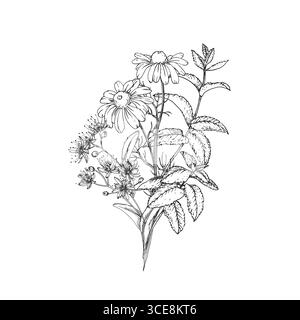 Illustrazione vettoriale delle erbe da tè calmanti disegnata a mano con inchiostro. Immagine grafica con camomilla, tiglio, menta Illustrazione Vettoriale