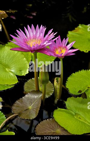 Giglio d'acqua che fiorisce in uno stagno a Kauai, Hawaii. Foto Stock