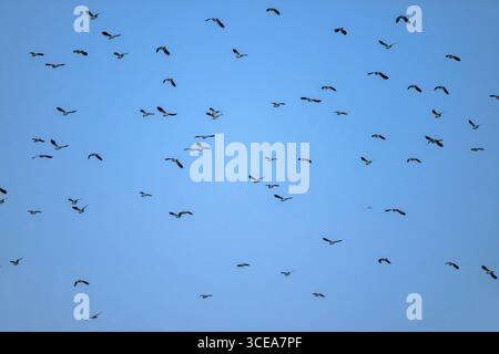 Stormo di Lapwings, chiamato anche Peewits in volo preso la mattina presto in inverno sui livelli del Somerset contro il cielo blu Foto Stock