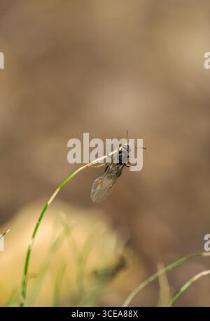 Formiche volanti sull'erba il giorno delle formiche volanti, dove prendono il volo per l'accoppiamento Foto Stock