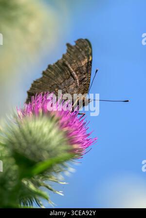 Farfalla di pavone sul cardo di lancia in estate, nelle giornate di sole Foto Stock
