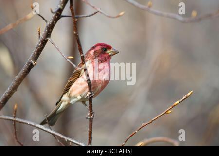 Finch viola (Haemorhous purpureus) in un ambiente forestale. Inizio primavera, Minnesota settentrionale, Stati Uniti. Foto Stock