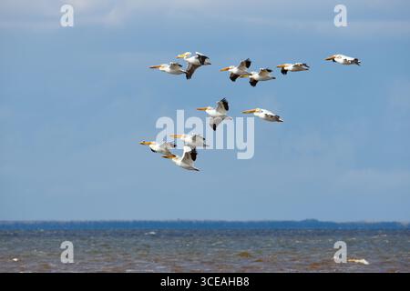 Pellicani bianchi americani (Pelecanus erythrorhynchos) che volano sopra Upper Red Lake - Minnesota settentrionale, USA. Foto Stock
